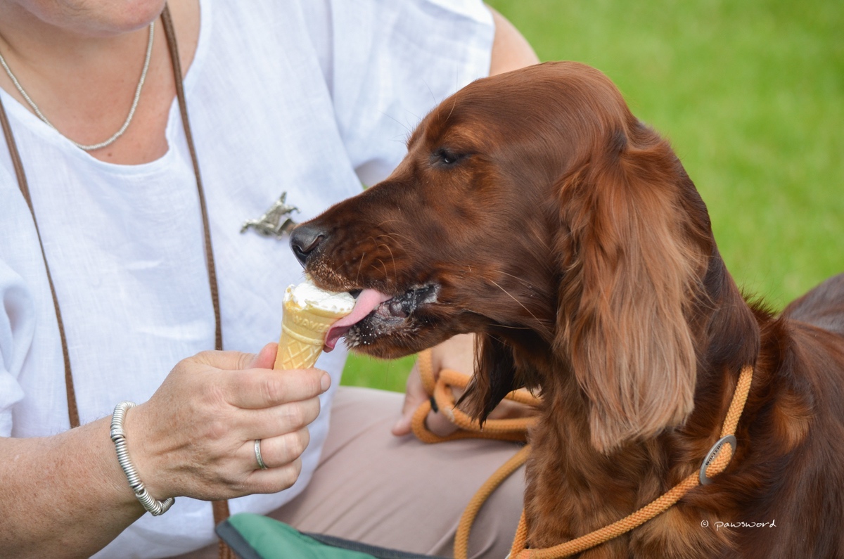 Championship Dog Show