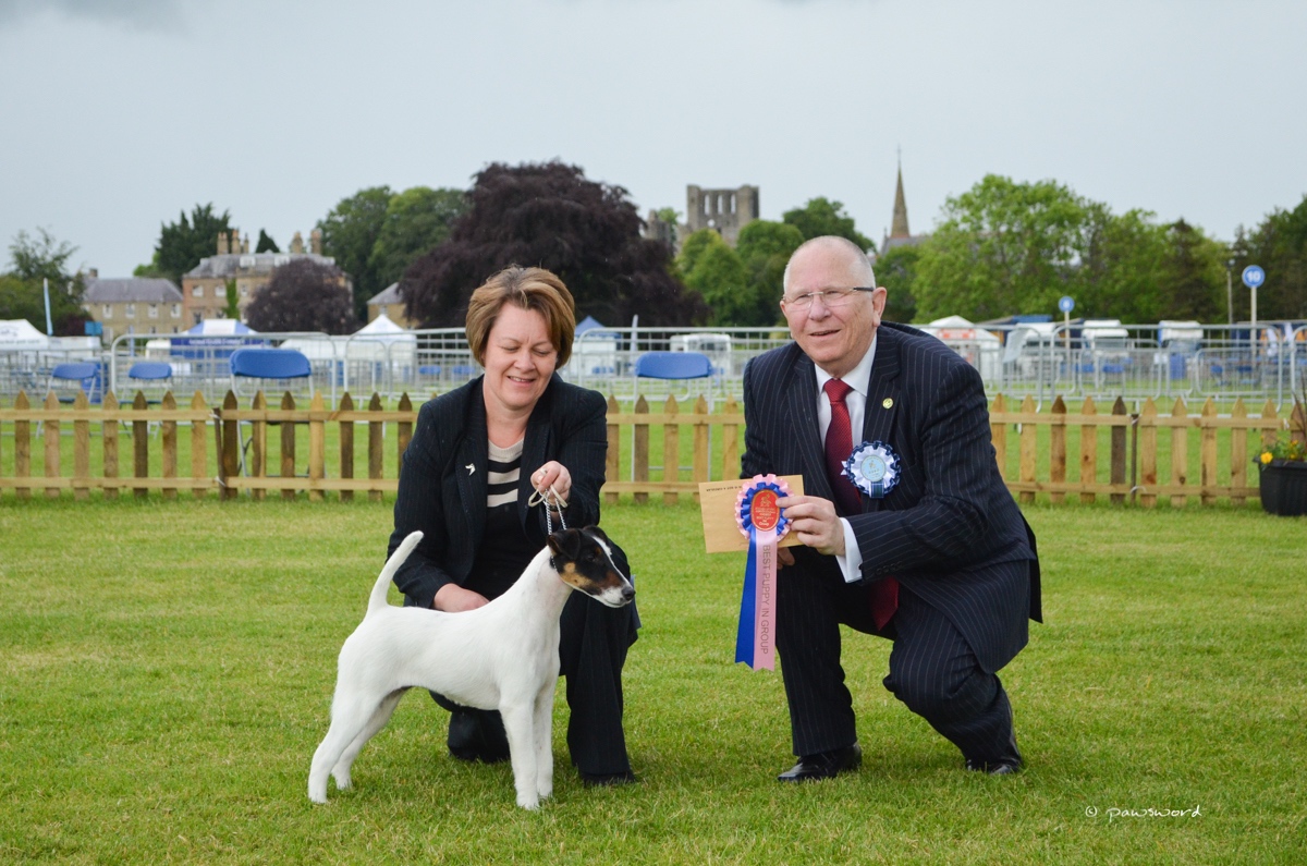 Border Union Dog Show